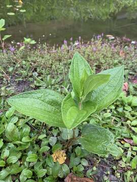 Image of Saururus chinensis (Lour.) Baill.