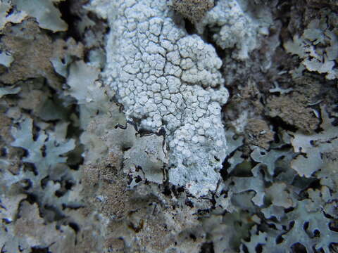 Image of pore lichen