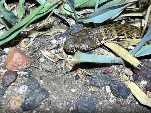 Image of De Vis Banded Snake