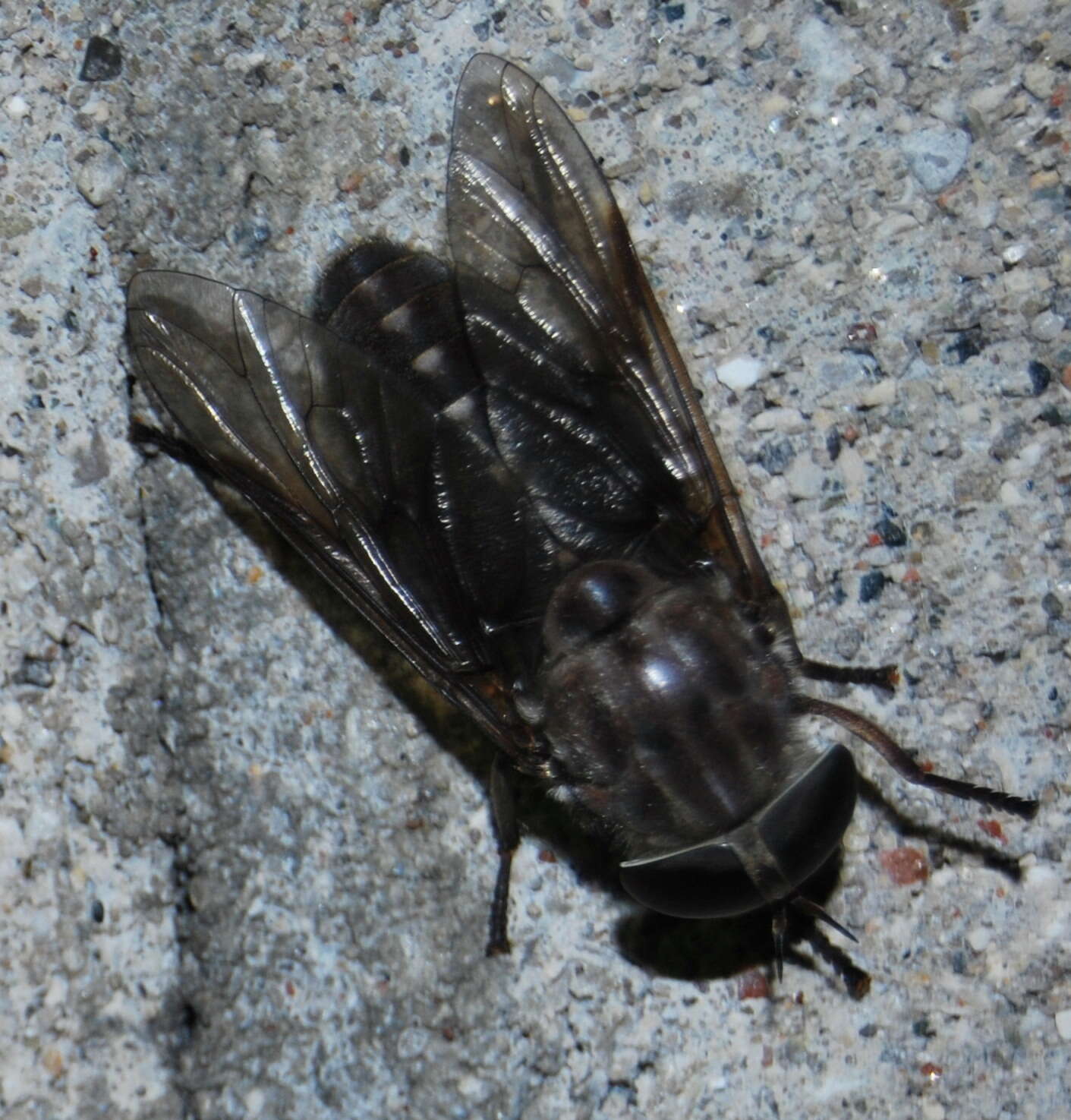 Image of Tabanus catenatus Walker 1848