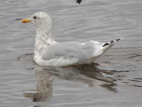 Image of Larus glaucoides thayeri Brooks & WS 1915