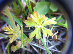 Image of smallflower woodland-star