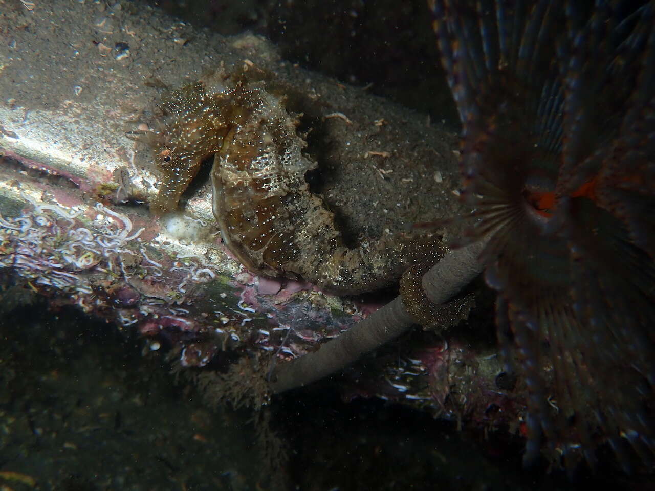 Image of Long-snouted Seahorse