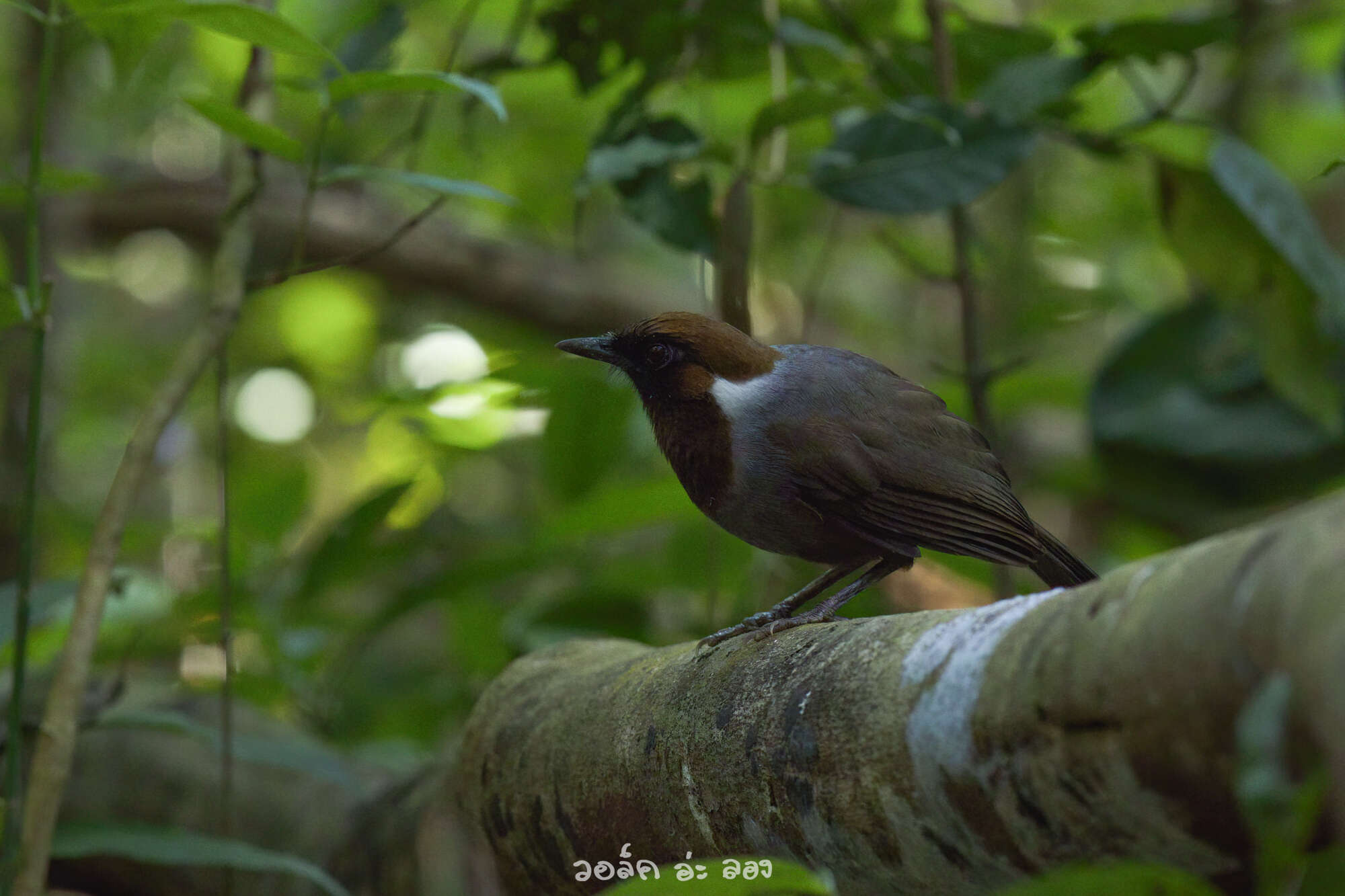 Image of White-necked Laughingthrush