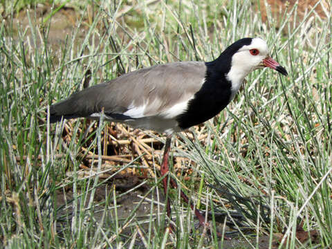 Image of Long-toed Lapwing