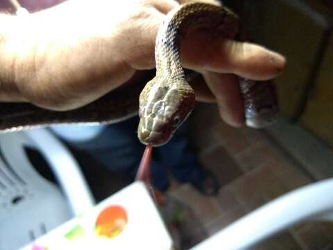 Image of Mexican Lyre Snake