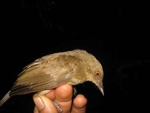 Image of Asian Red-eyed Bulbul