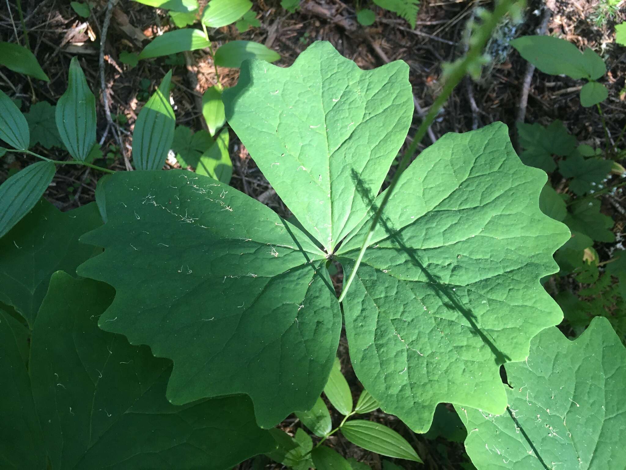 Image of deer's foot