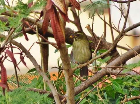 Image of Lesser Antillean Saltator