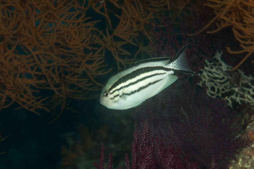 Image of Blackstriped Angelfish