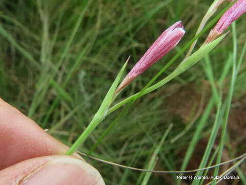 Plancia ëd Hesperantha baurii subsp. baurii