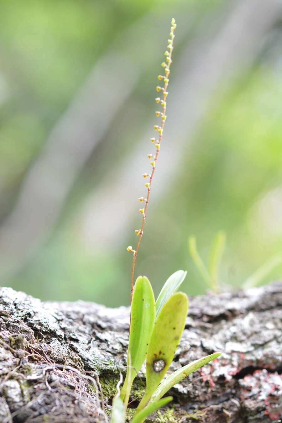 Image de Stelis purpurascens A. Rich. & Galeotti