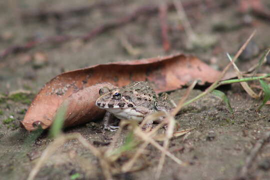 Image of Asian Grass Frog