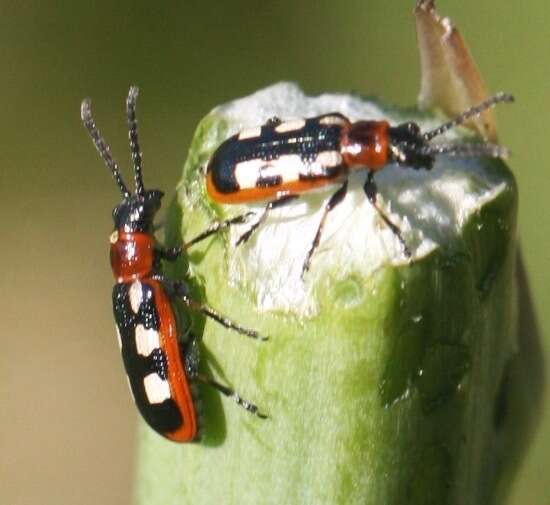 Image of Common asparagus beetle