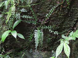 Image of Asplenium prolongatum Hook.