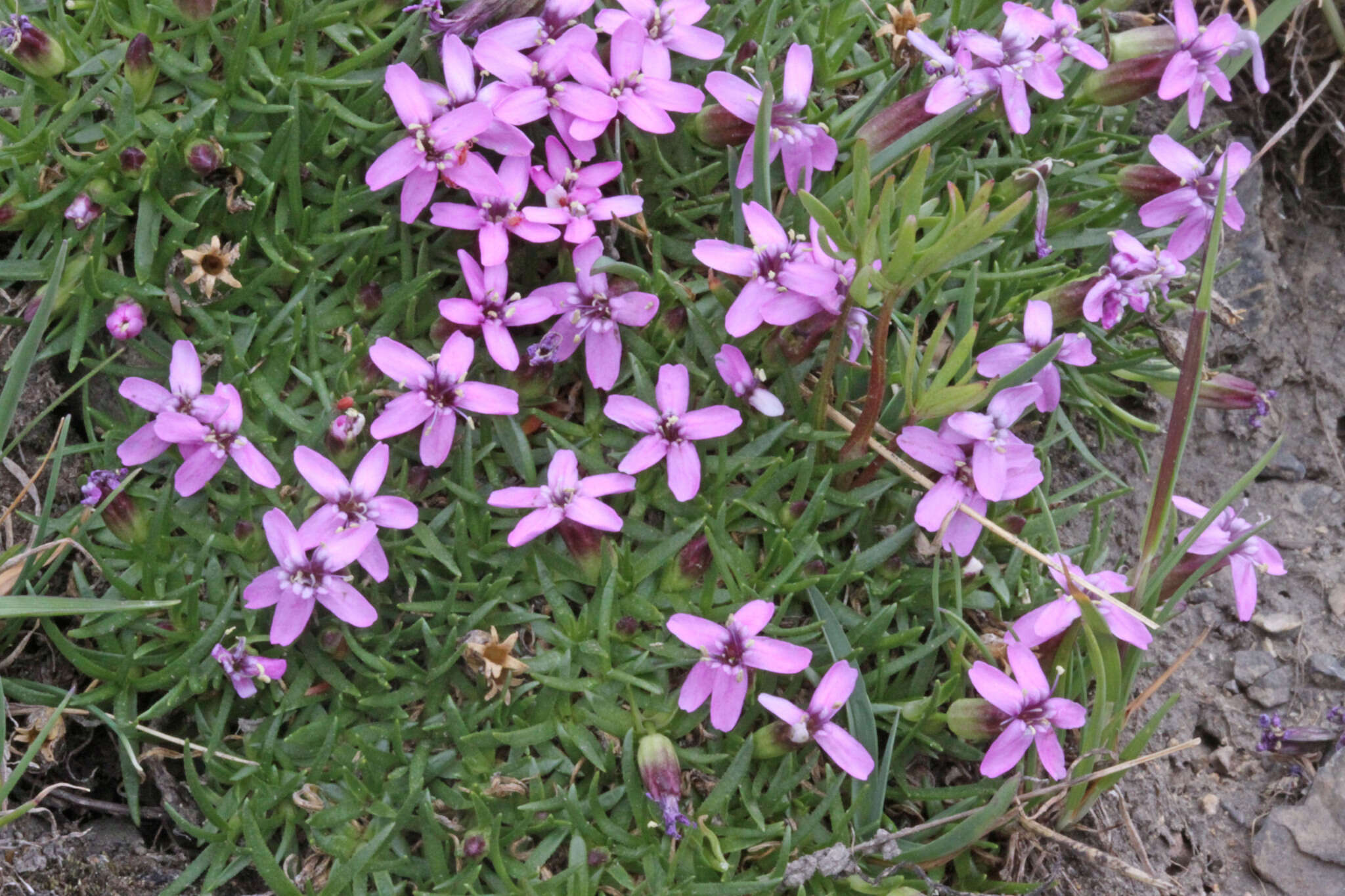 Image of moss campion