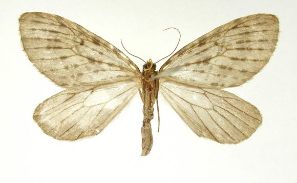 Image of <i>Graphidipus flavifilata</i> Dognin 1906