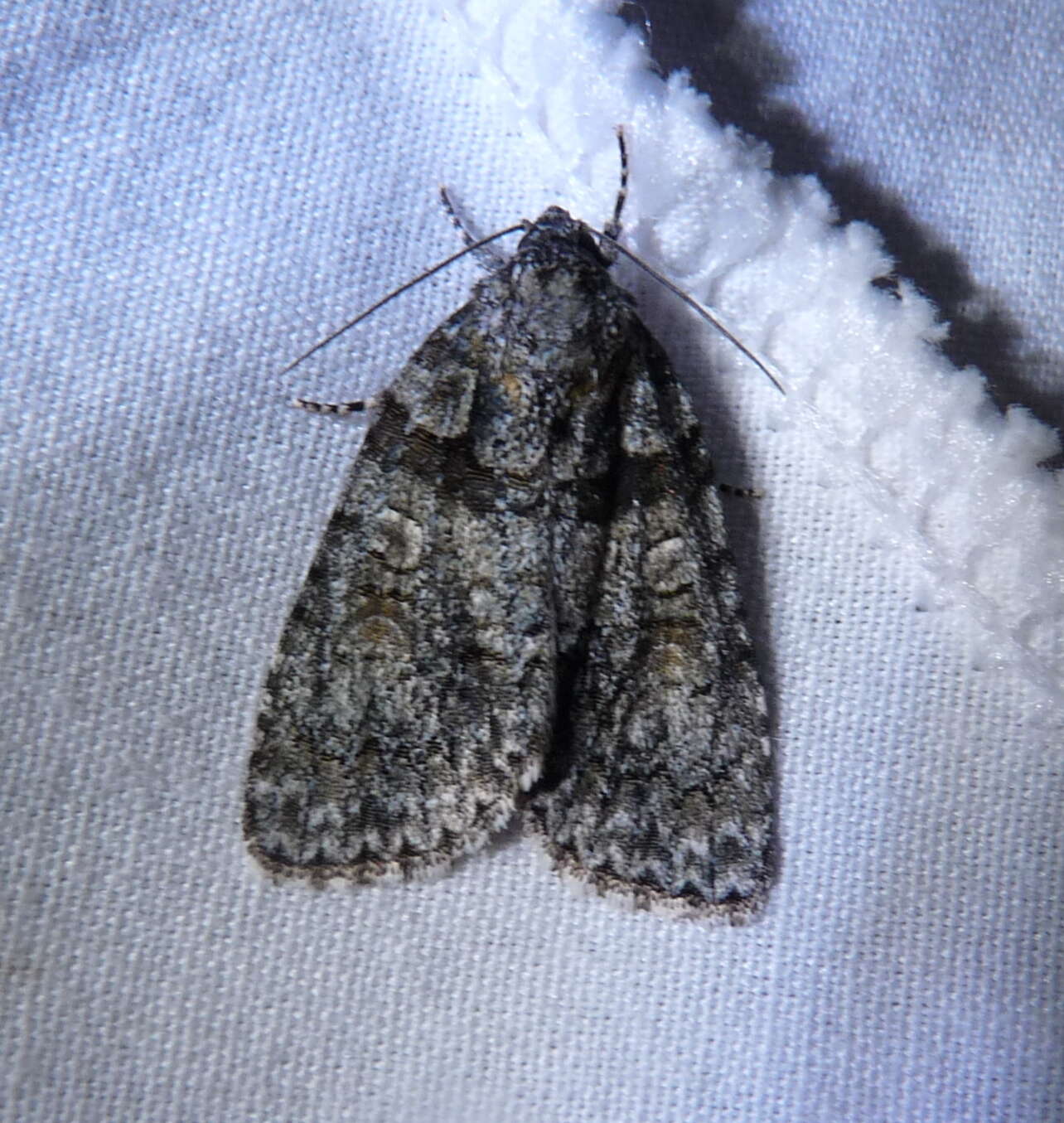 Image of Acronicta tristis Smith 1911