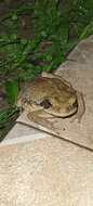 صورة Rhinella crucifer (Wied-Neuwied 1821)