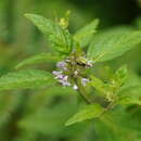 Image of Mentha laxiflora Benth.