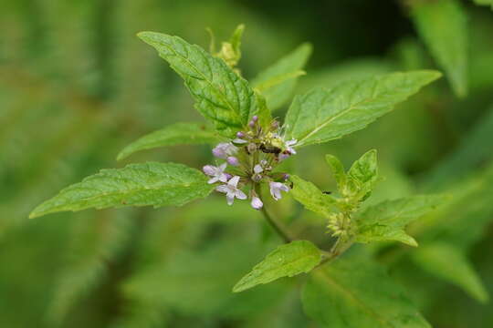 Image of Mentha laxiflora Benth.