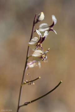 Image of secund jewelflower