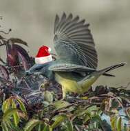 Image of Cassin's Kingbird