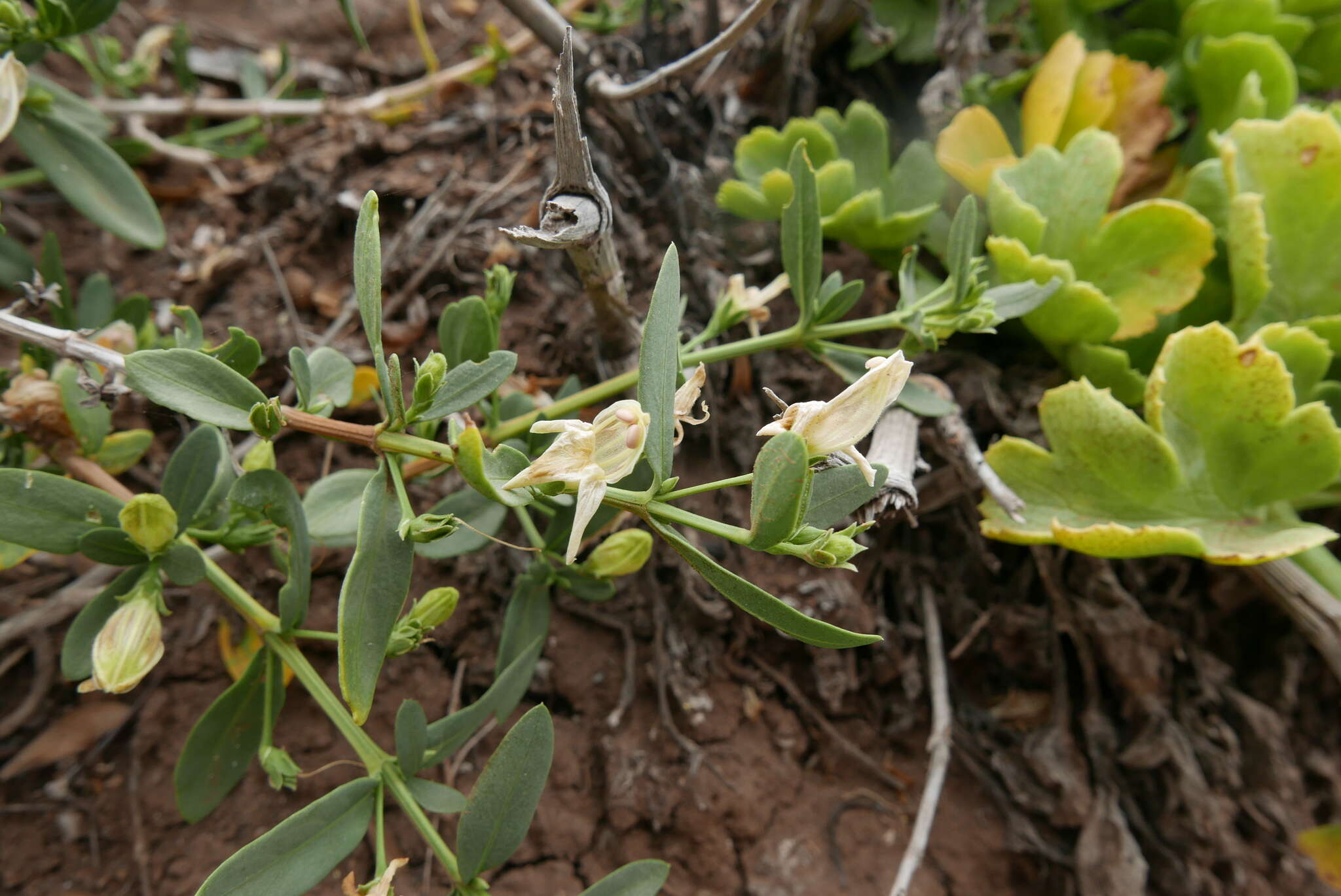 Image of Justicia hyssopifolia L.