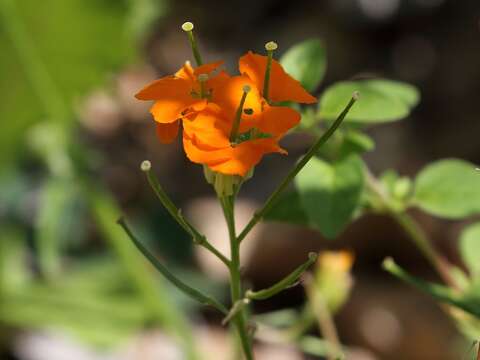 Image of Siberian wallflower