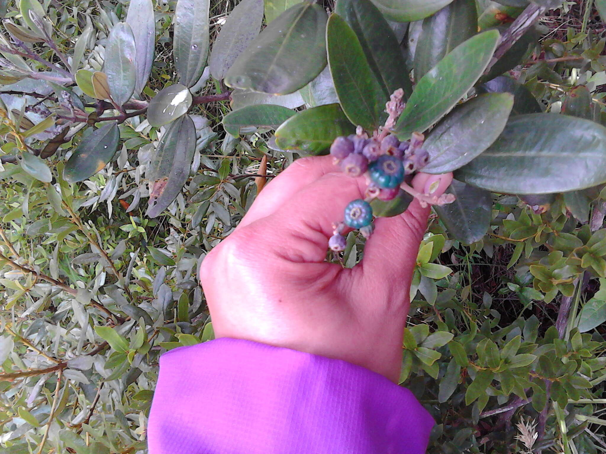 Image of Miconia squamulosa (Sm.) Triana