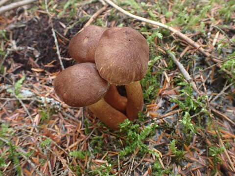 Слика од Tricholoma vaccinum (Schaeff.) P. Kumm. 1871