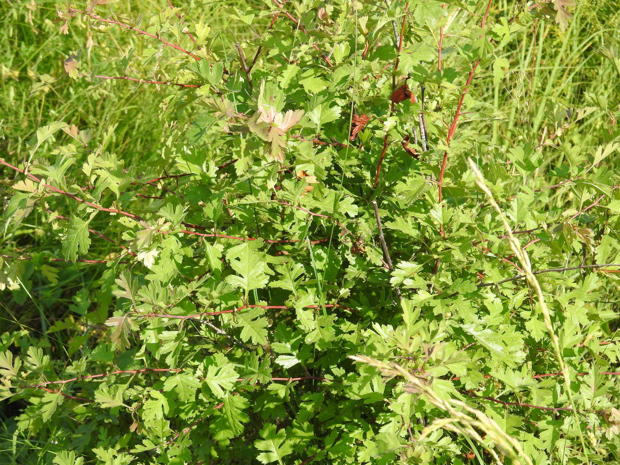 Слика од Crataegus rhipidophylla Gand.