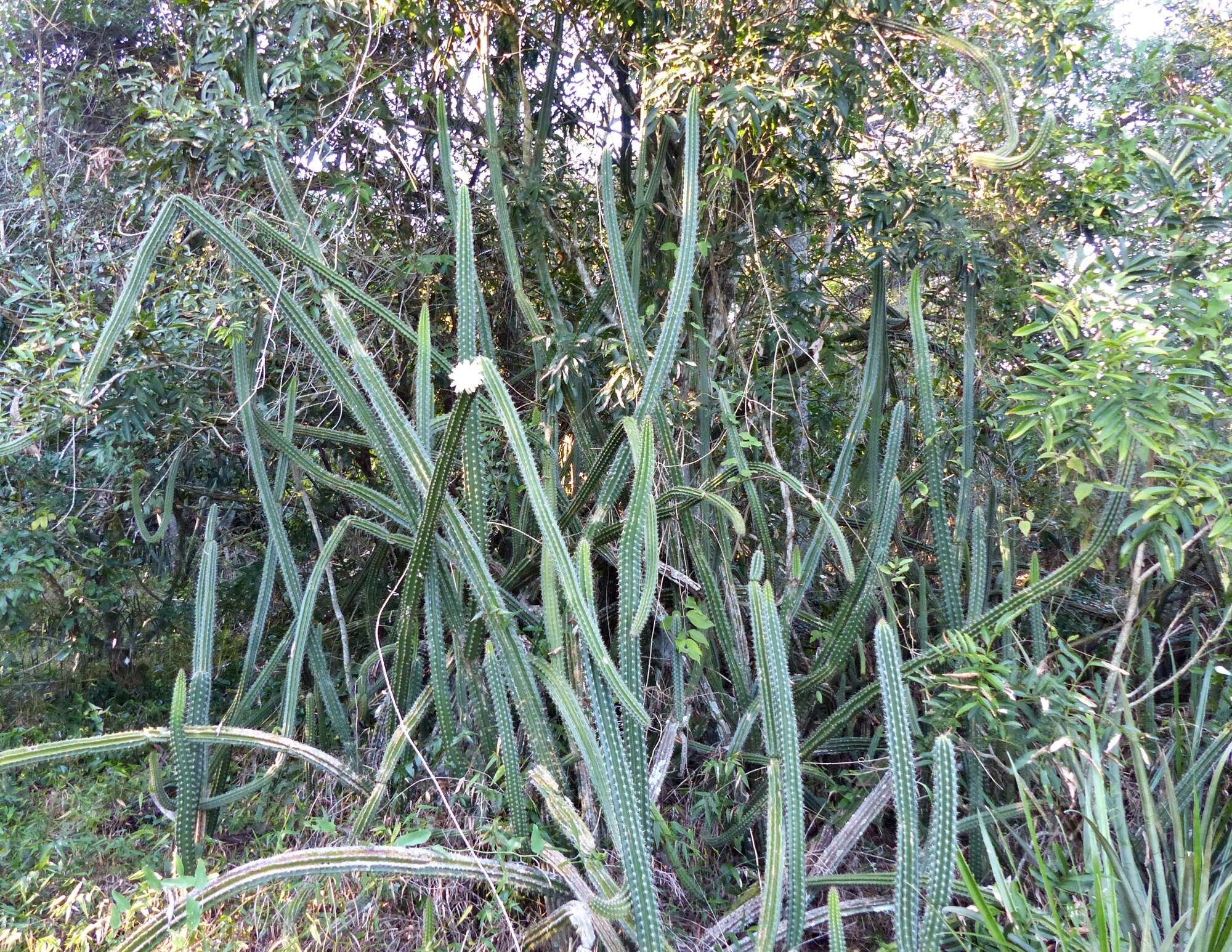 صورة Praecereus euchlorus (F. A. C. Weber ex K. Schum.) N. P. Taylor