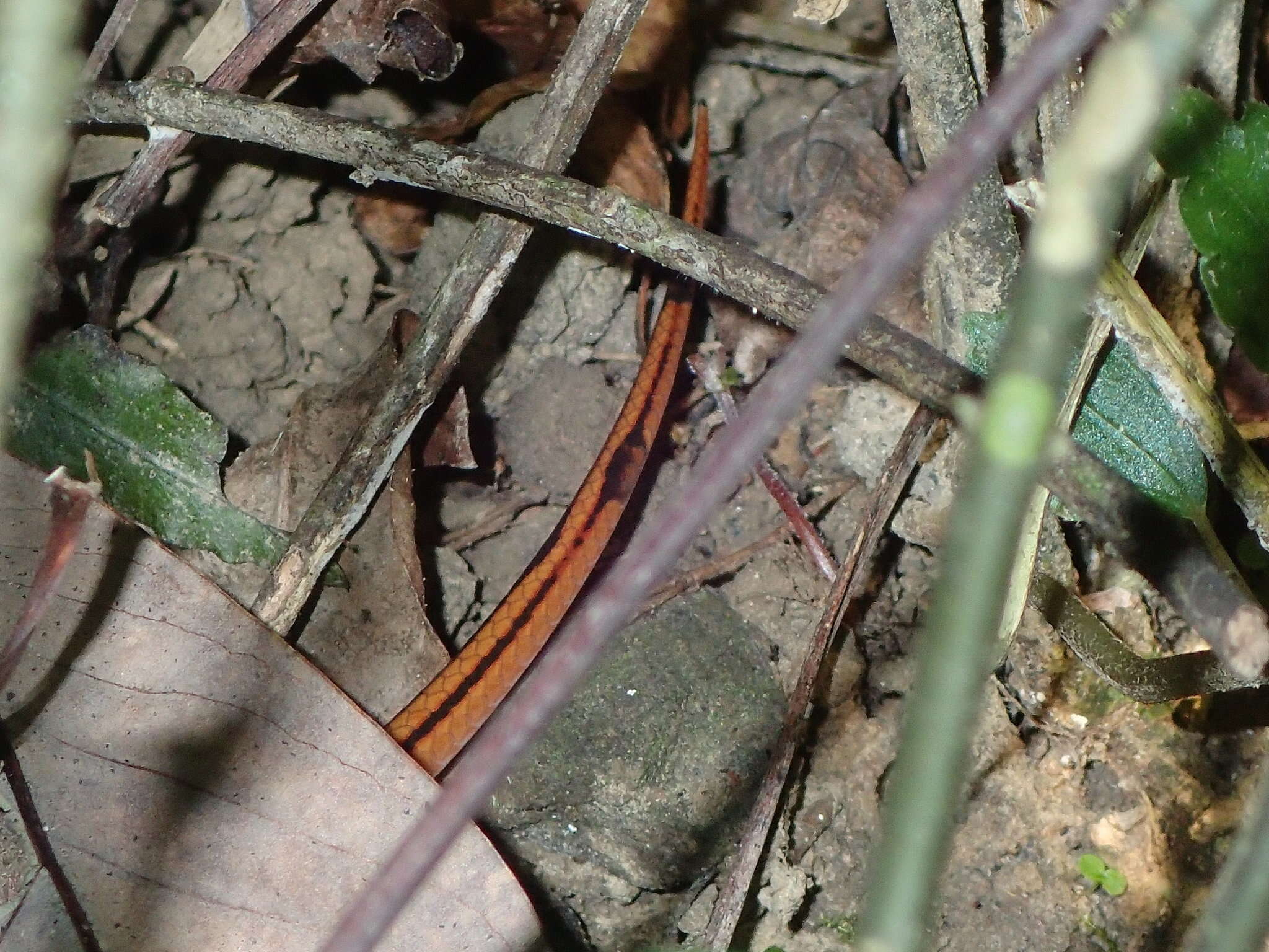 Plancia ëd Oreocryptophis porphyraceus kawakamii (Oshima 1911)