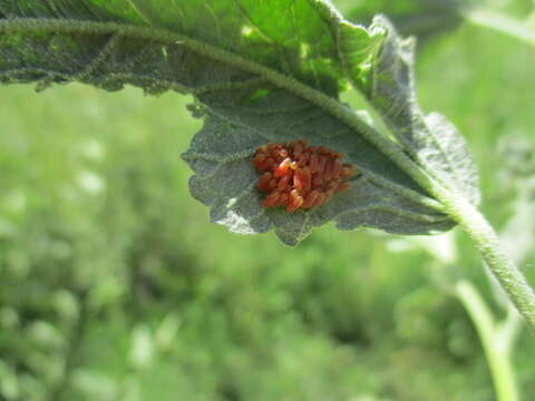 Image of Globemallow Leaf Beetle