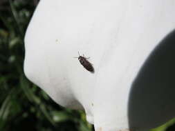 Image de Acmaeodera cisti Wollaston 1862