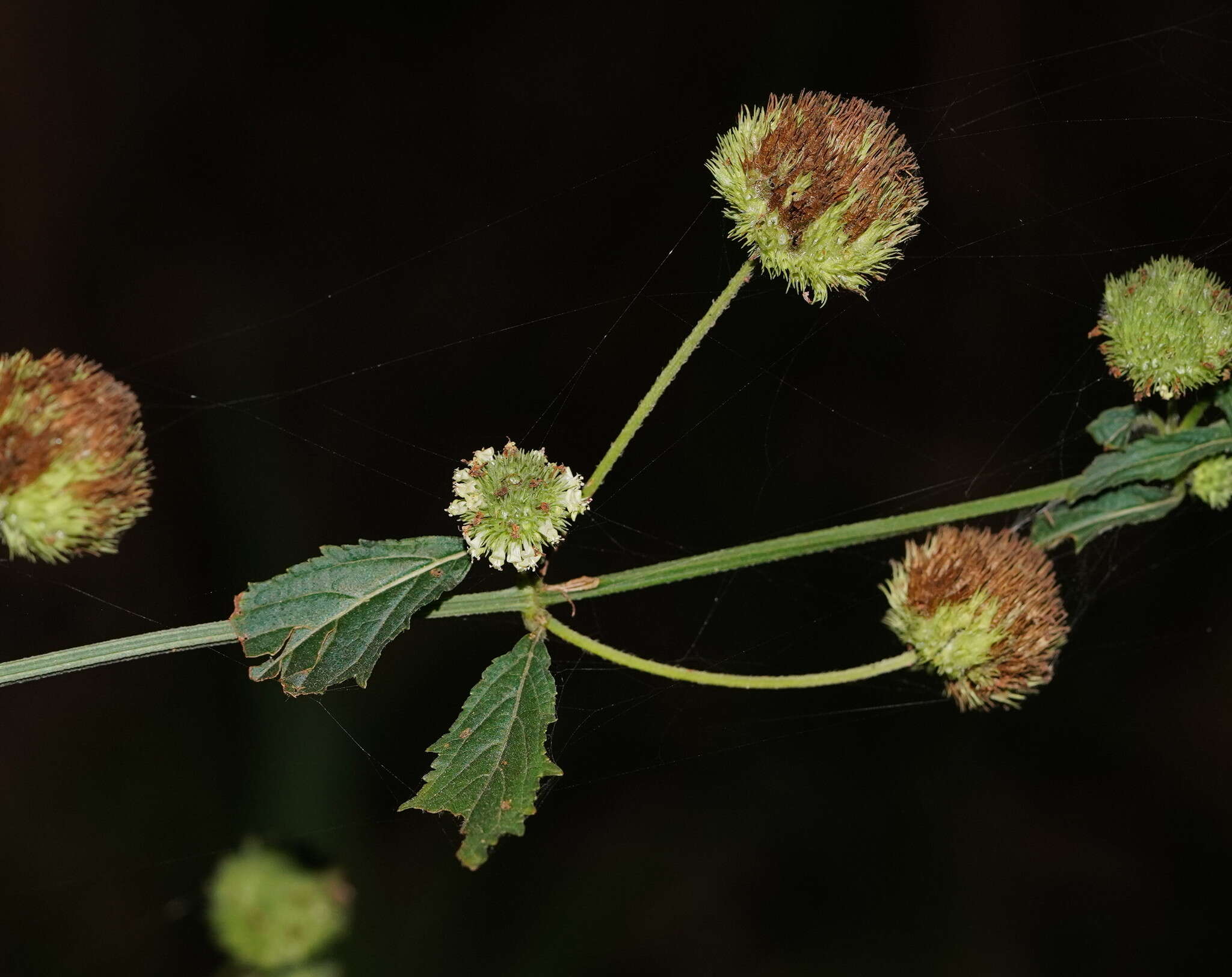 Imagem de Hyptis capitata Jacq.