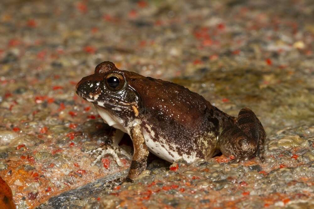 Image of Natal Sand Frog