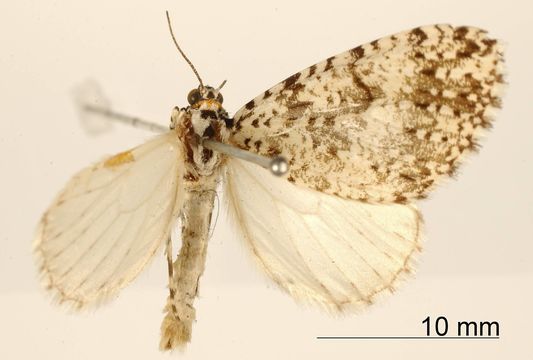 Image of <i>Graphidipus poba</i> Dognin 1898