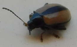 Image of Horseradish Flea Beetle