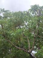 Image of Octopus cabbage tree