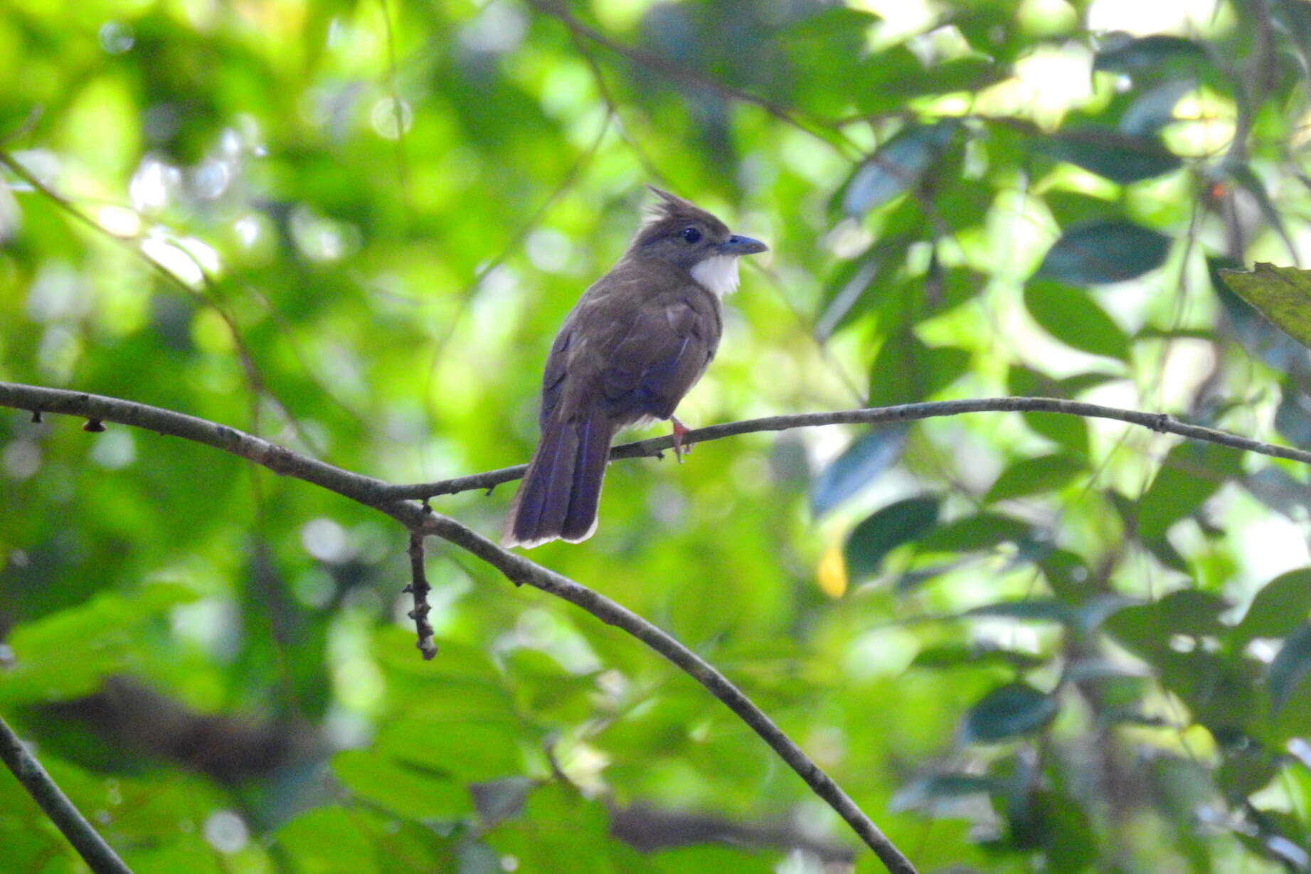 Alophoixus ochraceus (Moore & F 1854) resmi