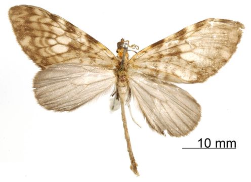 Image of <i>Graphidipus subcaesia</i> Dognin 1912