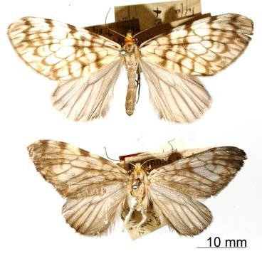 Image of <i>Graphidipus pilifera</i> Dognin 1912