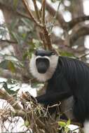 Image of Geoffroy's Black-and-White Colobus