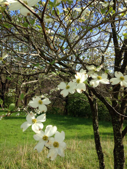 Image of flowering dogwood