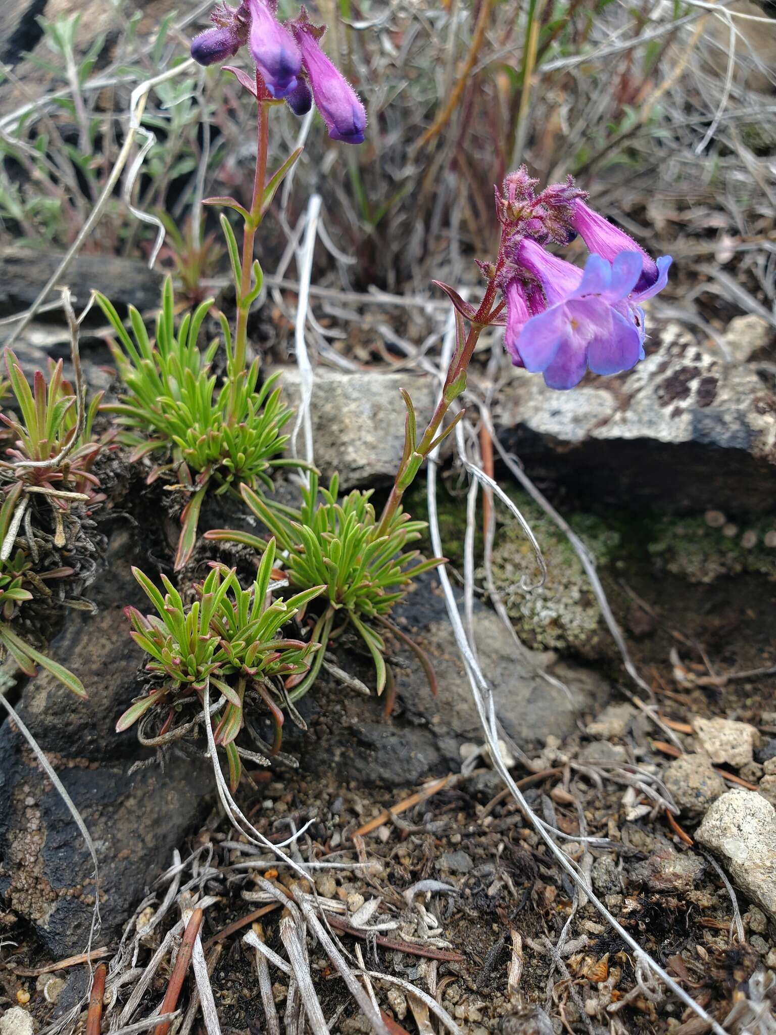 Image of stiffleaf penstemon