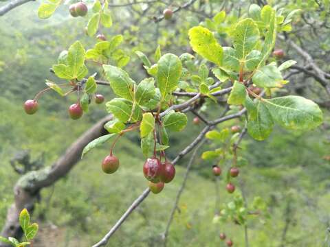 Image of Bursera glabrifolia (Kunth) Engl.