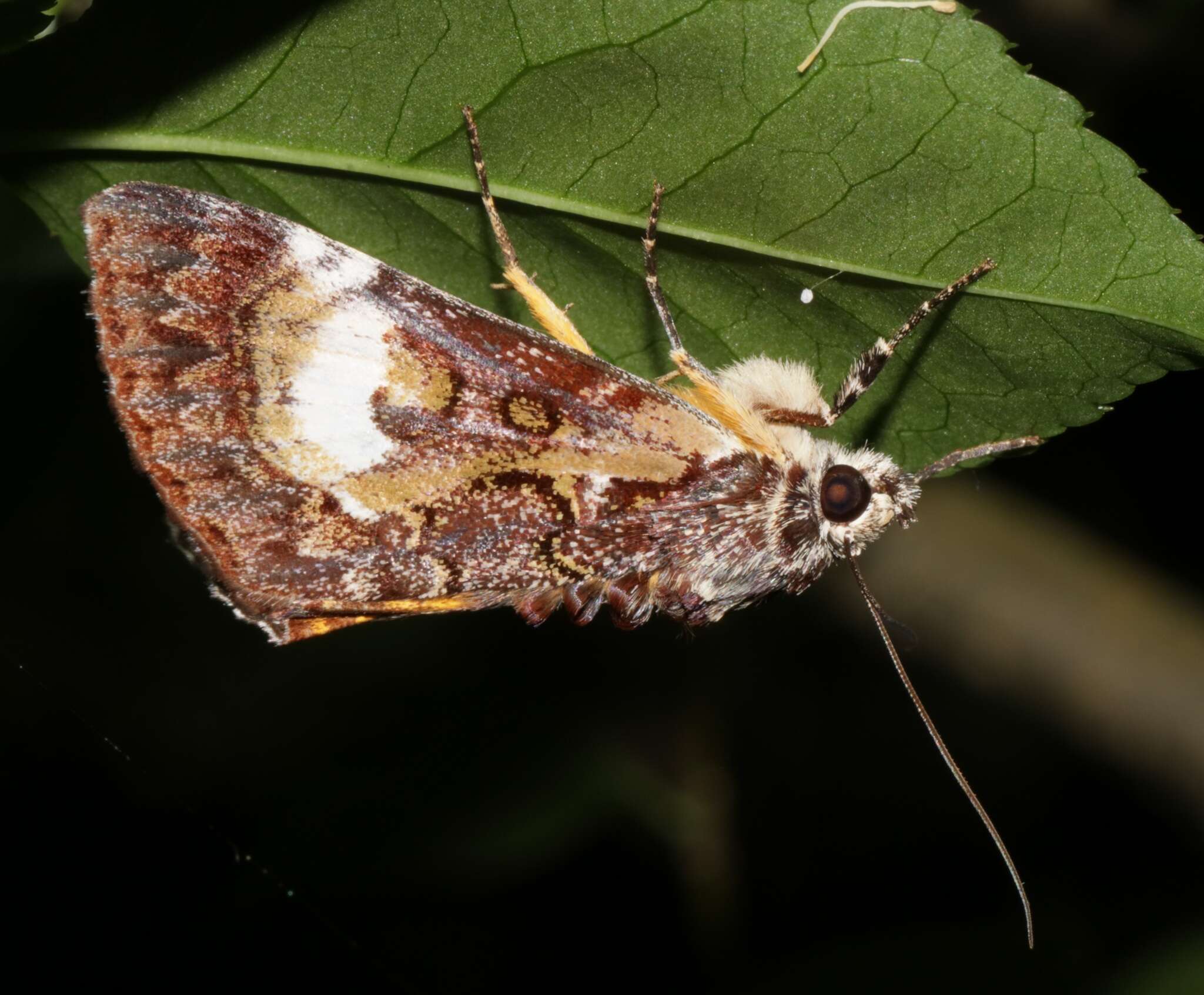 Imagem de Sarbanissa albifascia Walker 1865