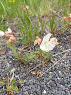 Image of crownleaf evening primrose